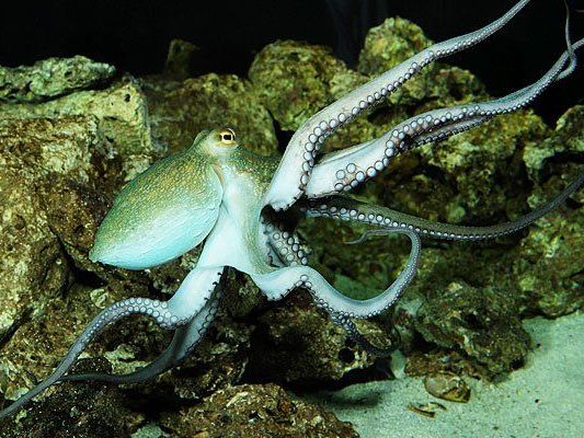 Der Krake im Tiergarten Schönbrunn Der Krake im Tiergarten Schönbrunn