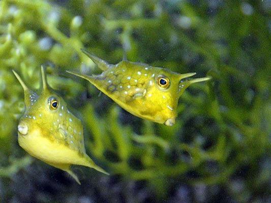 Herzig, tollpatschig, leuchtend gelb: die Kuhfische im Haus des Meeres