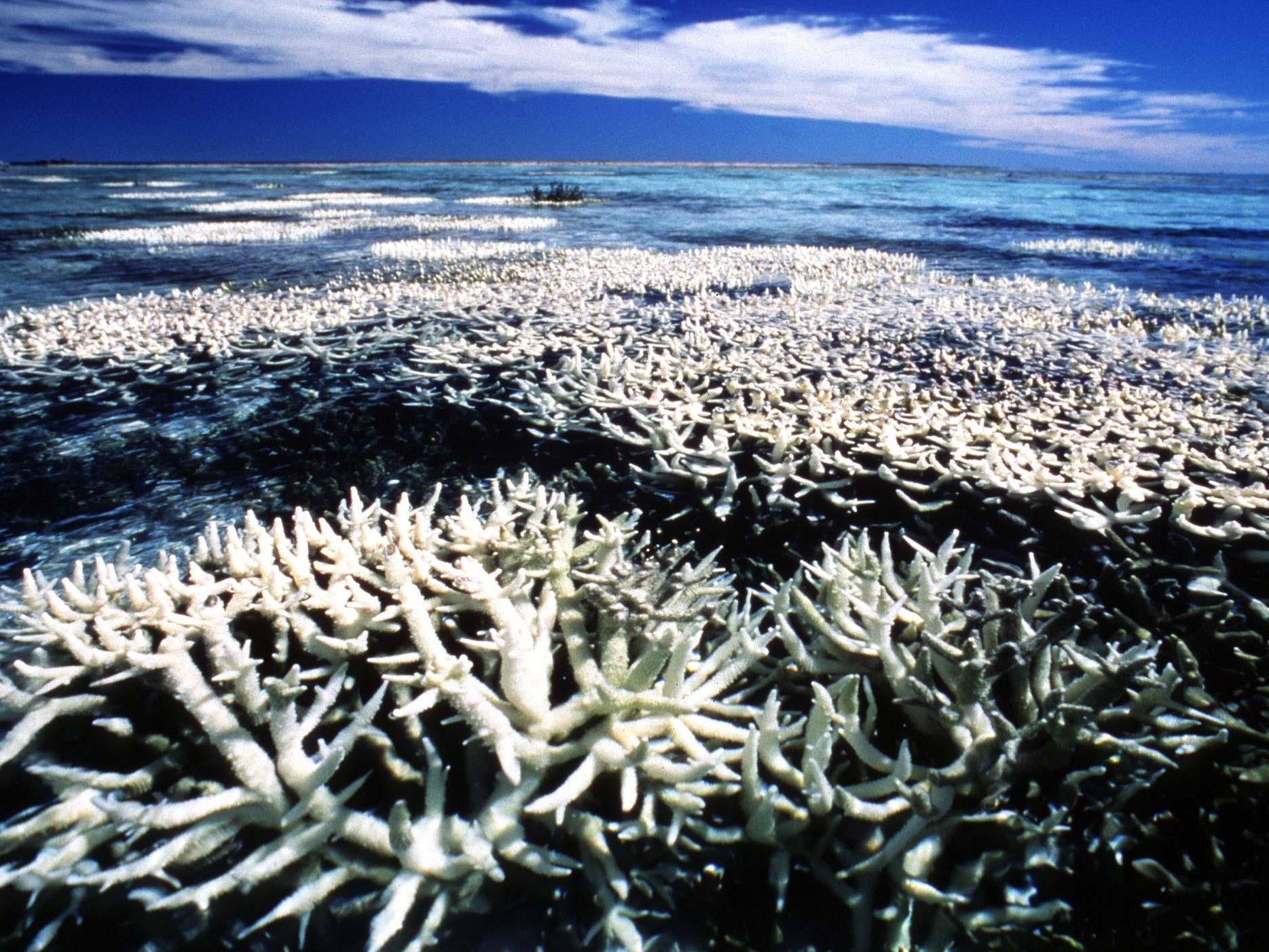 Die Korallenbleiche ist eine Folge der durch die globale Erwärmung steigenden Wassertemperaturen. Die zu den Nesseltieren zählenden Korallen verlieren ihre Farbenpracht und sterben ab, wie hier im Great Barrier Reef.