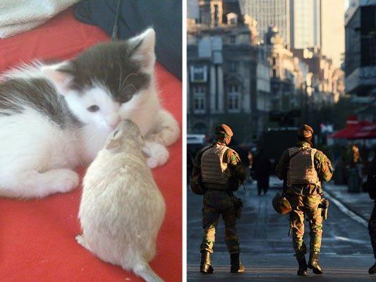 Niedliche Katzen statt Infos zum Polizeieinsatz - die Twitter-Antwort auf den drohenden Terror in Brüssel