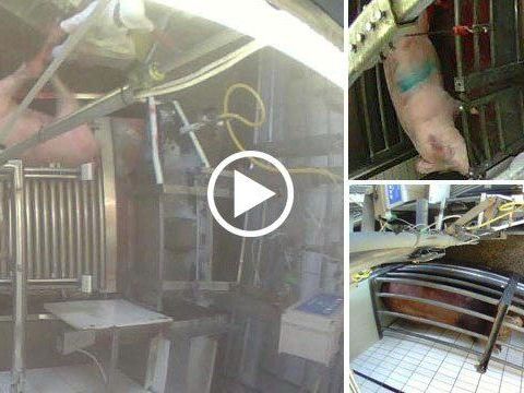 Dornbirn wird Tierschutz-Obmann um Untersuchung vor Ort ersuchen. Dornbirn wird Tierschutz-Obmann um Untersuchung vor Ort ersuchen.