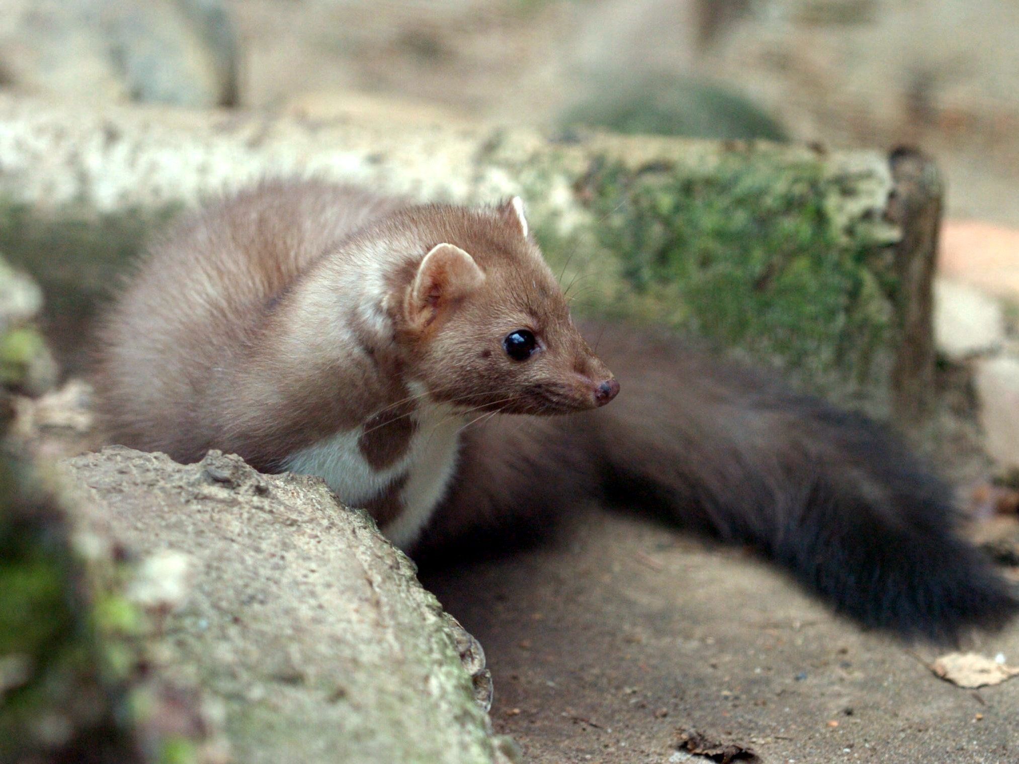 Tier knabberte Knabel an und sorgte für Verspätung Tier knabberte Knabel an und sorgte für Verspätung