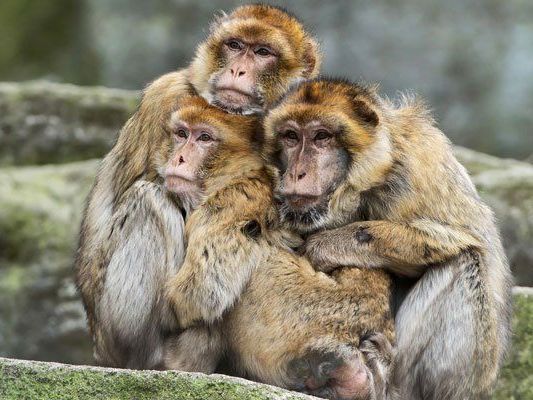 Der Bestand der Berberaffen ist in den vergangenen Jahren erheblich zurückgegangen. Der Bestand der Berberaffen ist in den vergangenen Jahren erheblich zurückgegangen.