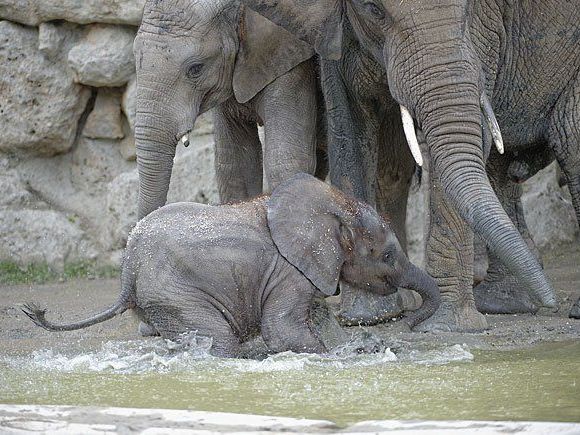Echte Wasserratten: Schönbrunns Elefanten Iqhwa, Mongu und Tuluba Echte Wasserratten: Schönbrunns Elefanten Iqhwa, Mongu und Tuluba