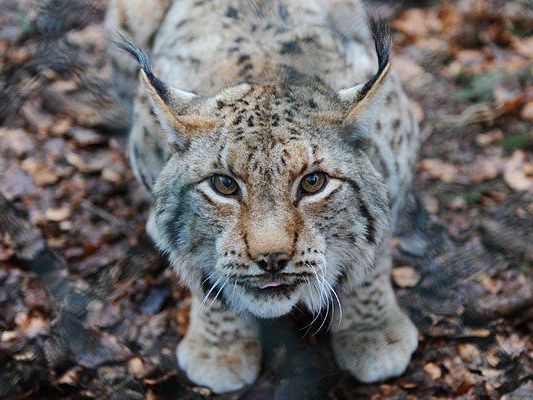 Luchse werden hierzulande wieder öfter gesichtet Luchse werden hierzulande wieder öfter gesichtet