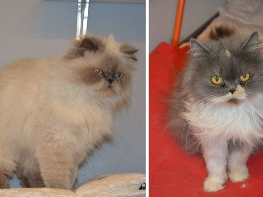 Die Kater Flannel (l.) und Flauschi wurden beim Fischen im Hafen Freudenau gefunden Die Kater Flannel (l.) und Flauschi wurden beim Fischen im Hafen Freudenau gefunden