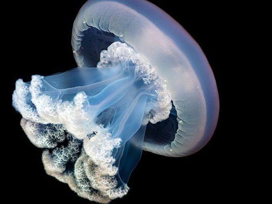 Die Riesenqualle wurde in Schönbrunn erfolgreich nachgezüchtet Die Riesenqualle wurde in Schönbrunn erfolgreich nachgezüchtet