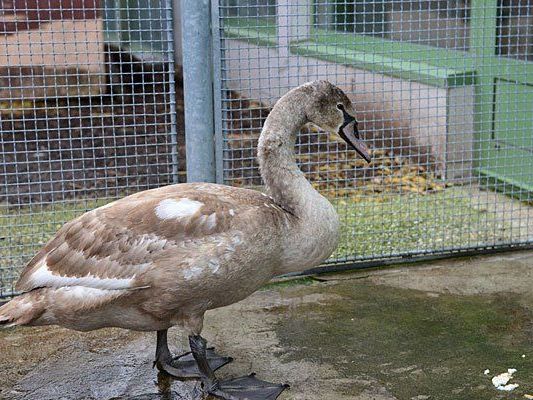 Dieser Schwan landete nach seinem SCS-Ausflug beim Wiener Tierschutzverein Dieser Schwan landete nach seinem SCS-Ausflug beim Wiener Tierschutzverein