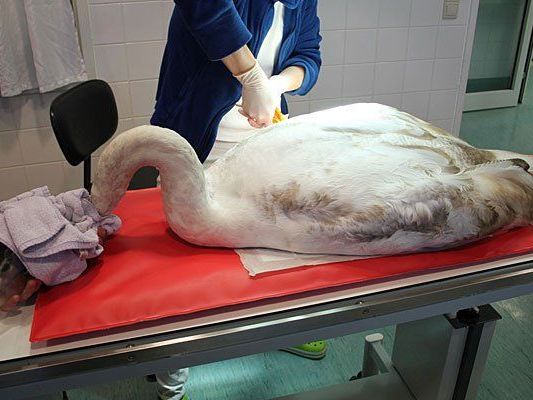 Der verletzte Schwan in der Obhut des Wiener Tierschutzvereins Der verletzte Schwan in der Obhut des Wiener Tierschutzvereins