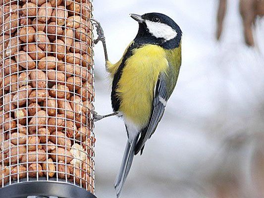 Wer tummelt sich am Futterhaus? Wintervögel sollen gezählt werden Wer tummelt sich am Futterhaus? Wintervögel sollen gezählt werden