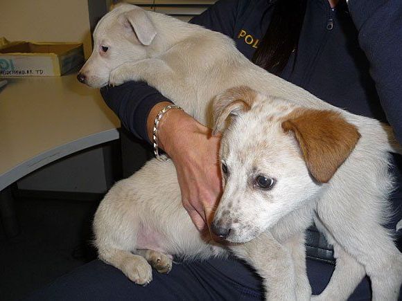 Diese beiden Welpen wurden dem Mann auf der Kärntner Straße abgenommen Diese beiden Welpen wurden dem Mann auf der Kärntner Straße abgenommen