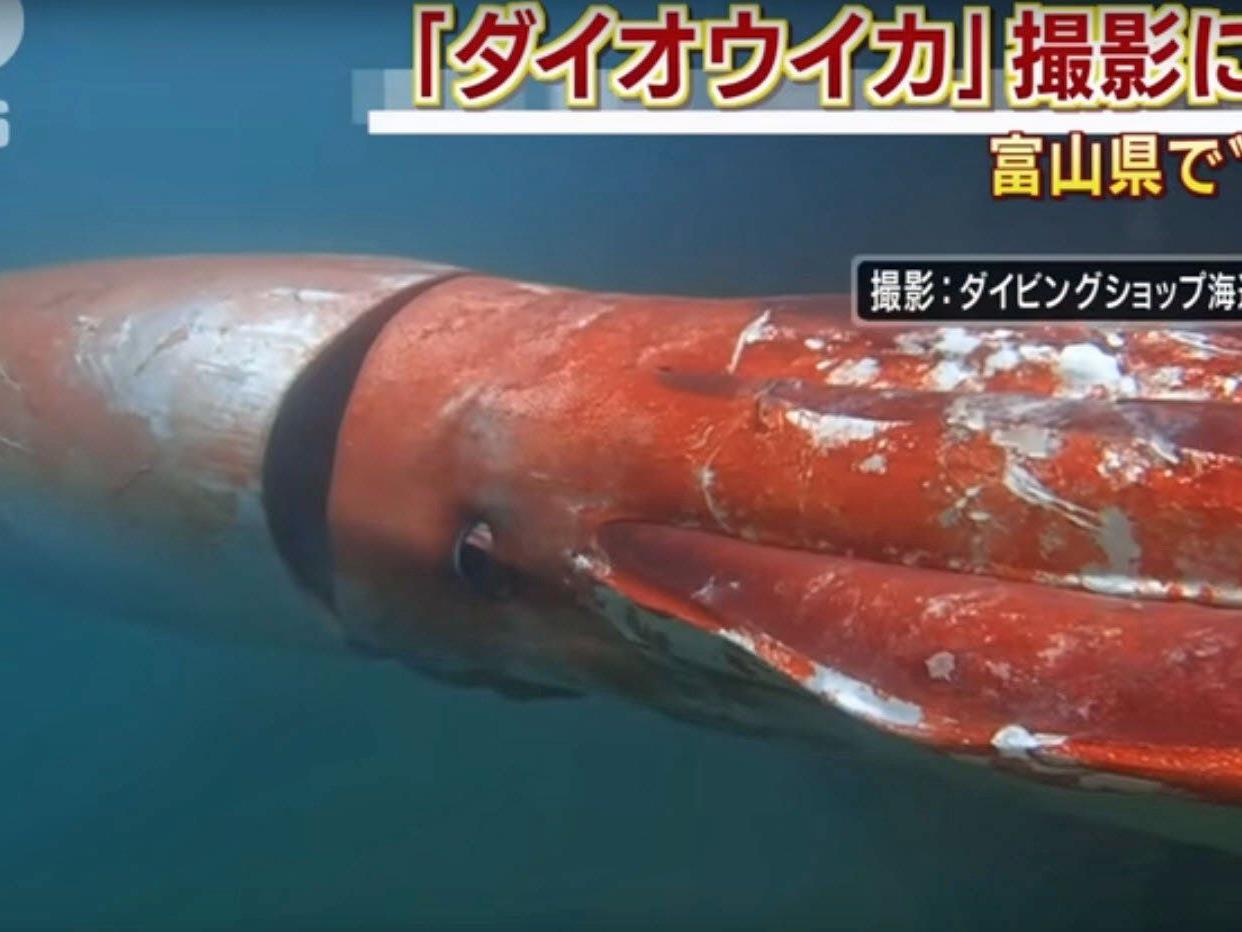 Video mit Seltenheitswert: Ein junger Riesenkalmar verirrte sich in einen japanischen Hafen.