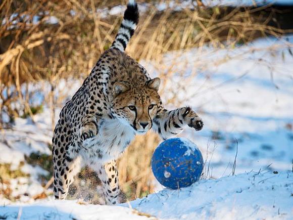 Geparden vergnügen sich beim Schnee-Ballspiel in Schönbrunn