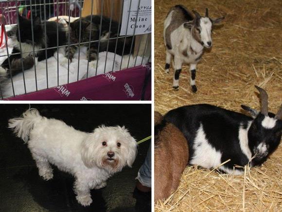 Ob ausgestellte Katzen, mitgebrachte Hunde oder Bauernhoftiere im Heu - die Haustiermesse Wien hat immer einiges zu bieten