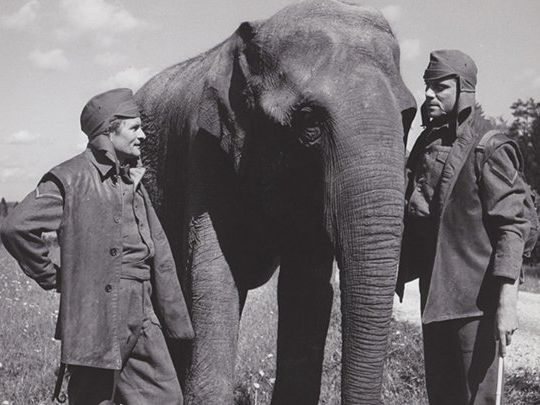 1968 wurde „Hannibal Brooks“ Großteils in Vorarlberg gedreht. Seit 45 Jahren war der Film verschollen, jetzt kommt er Anfang 2016 wieder zurück in die Kinos. 1968 wurde „Hannibal Brooks“ Großteils in Vorarlberg gedreht. Seit 45 Jahren war der Film verschollen, jetzt kommt er Anfang 2016 wieder zurück in die Kinos.