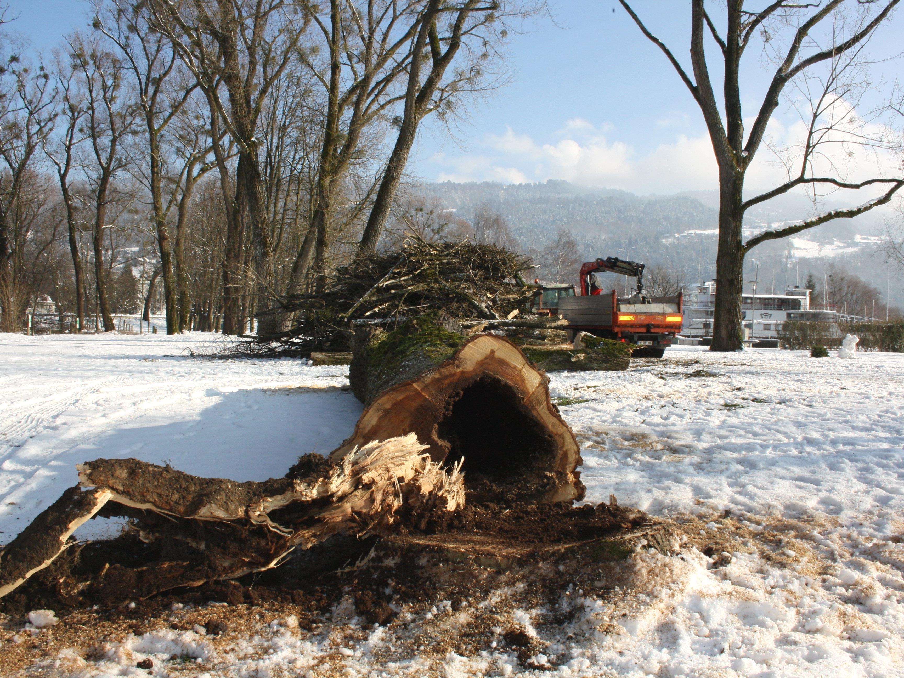 Zu den umfassenden Aufgaben des Wirtschaftshofes der Gemeinde Lochau gehören auch die fachmännische Baumpflege sowie oft notwendige Baumfällungen.