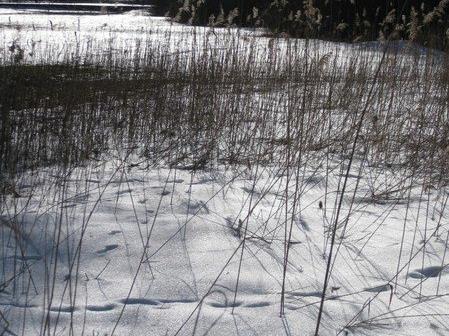 Januar-Ried im Schnee
