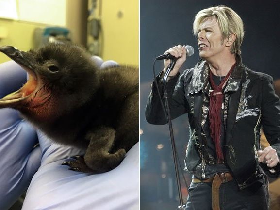 Zwergpinguin hört auf den Namen "Bowie". Zwergpinguin hört auf den Namen "Bowie".