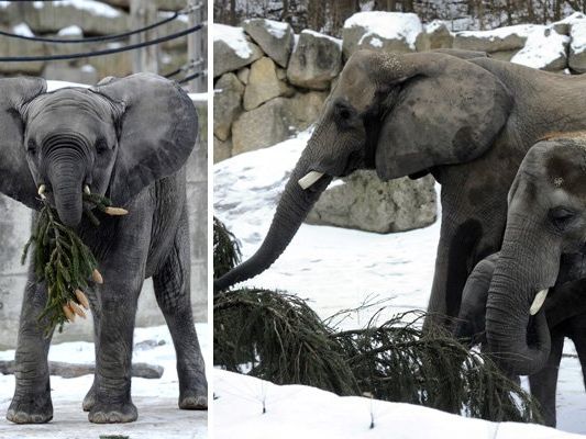 Die Elefanten freuten sich über das grüne Festmahl. Die Elefanten freuten sich über das grüne Festmahl.