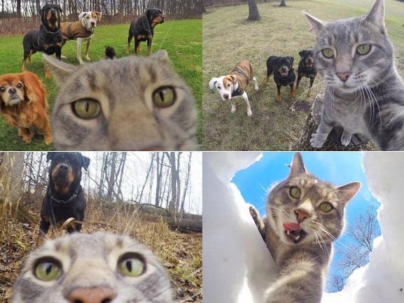 Neuer Internet-Hit: Manny, die Selfie-Katze.