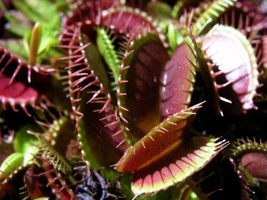 Die Venusfliegenfalle kann zählen Die Venusfliegenfalle kann zählen