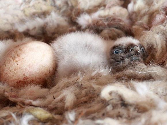 Der 150. Bartgeier, der vor wenigen Tagen in der Eulen- und Greifvogelstation (EGS) in Haringsee zur Welt gekommen ist