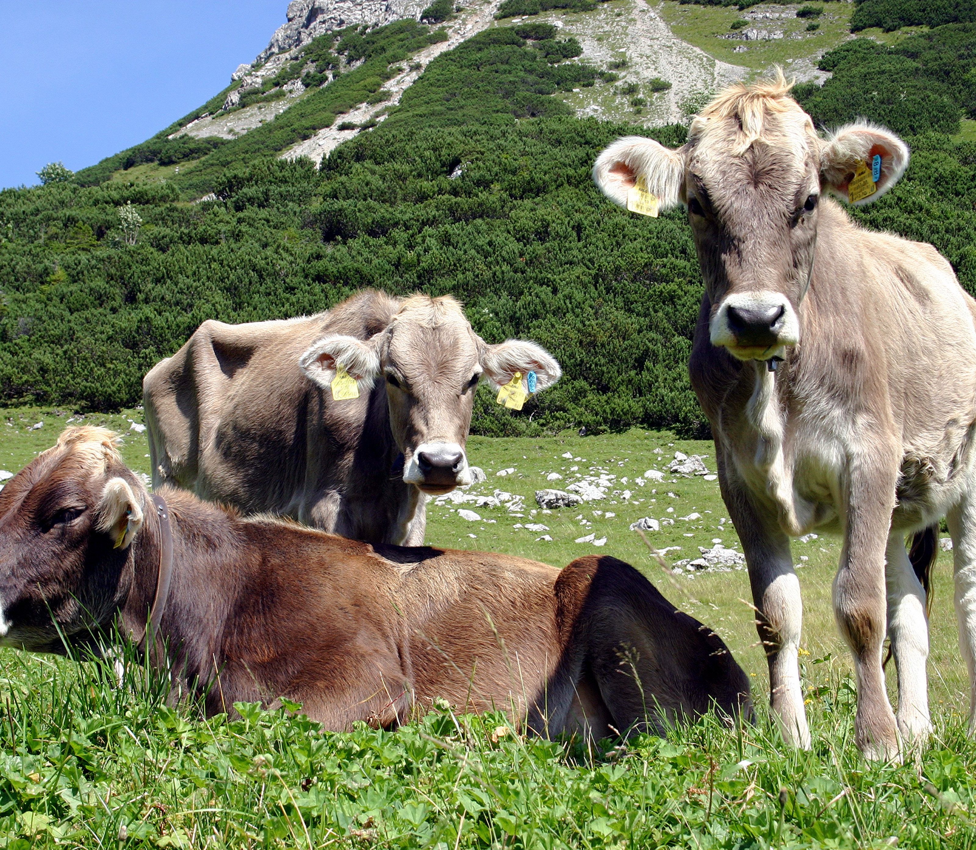 Rinder auf den Alpen. Dort geht vom Rotwild die Gefahr einer Ansteckung durch den TBC-Erreger aus. Rinder auf den Alpen. Dort geht vom Rotwild die Gefahr einer Ansteckung durch den TBC-Erreger aus.