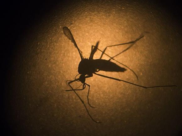 Gegen das Zika-Virus wurde eine "Verhütungsmethode für Insekten" in Seibersdorf entwickelt