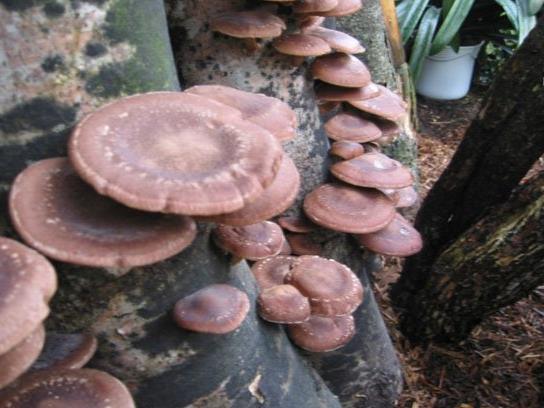 Shiitake Pilze auf dem Holzstamm..