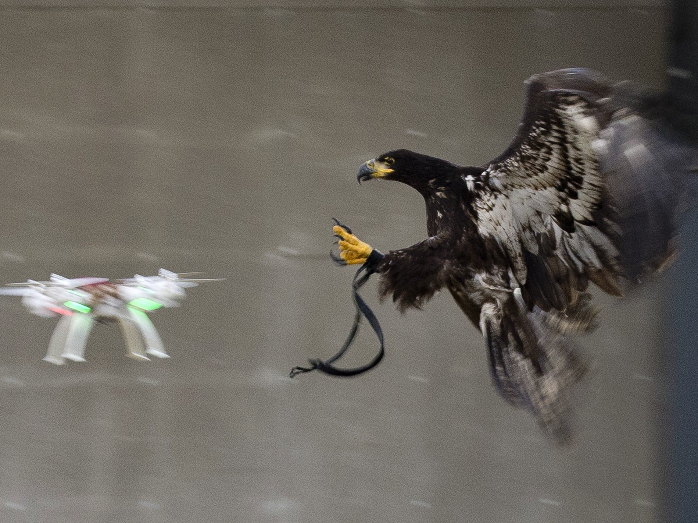 Niederlande: Raubvögel als Waffe gegen feindliche Drohnen Niederlande: Raubvögel als Waffe gegen feindliche Drohnen