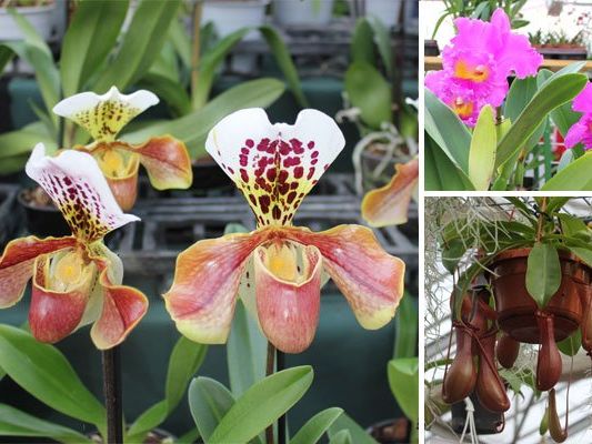 Orchideen sind bekannt für ihre vielfältigen Erscheinungsformen. Orchideen sind bekannt für ihre vielfältigen Erscheinungsformen.