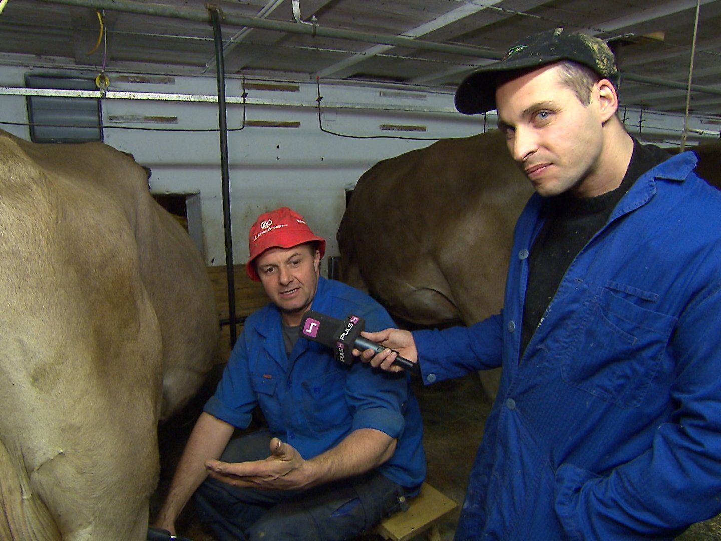 Auch Kühe wurden gemolken Auch Kühe wurden gemolken