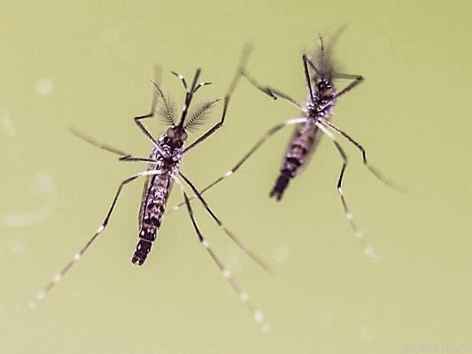 Mücken übertragen den Zika-Virus