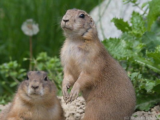 Die Tiere stecken bereits ihre Nasen aus dem Bau Die Tiere stecken bereits ihre Nasen aus dem Bau