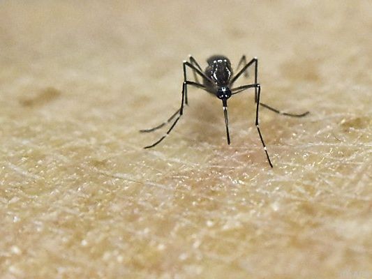 In den meisten Fällen übertragen Moskitos die Krankheit In den meisten Fällen übertragen Moskitos die Krankheit