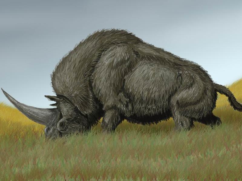 Kein Nas-Horn, ein Ein-Horn: Schädel von tonnenschwerem Pflanzenfresser Elasmotherium sibiricum untersucht.