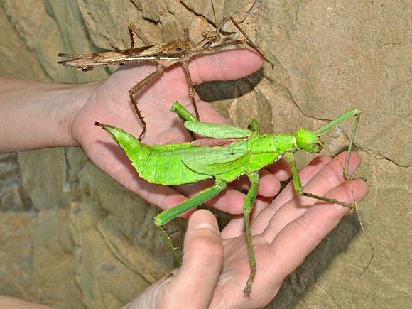 Das große Krabbeln kann man im Haus des Meeres erleben Das große Krabbeln kann man im Haus des Meeres erleben