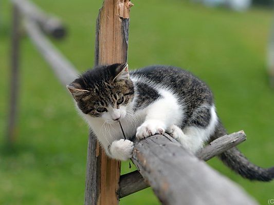Kein Aprilscherz: Auch Bauernhof-Katzen müssen kastriert werden Kein Aprilscherz: Auch Bauernhof-Katzen müssen kastriert werden