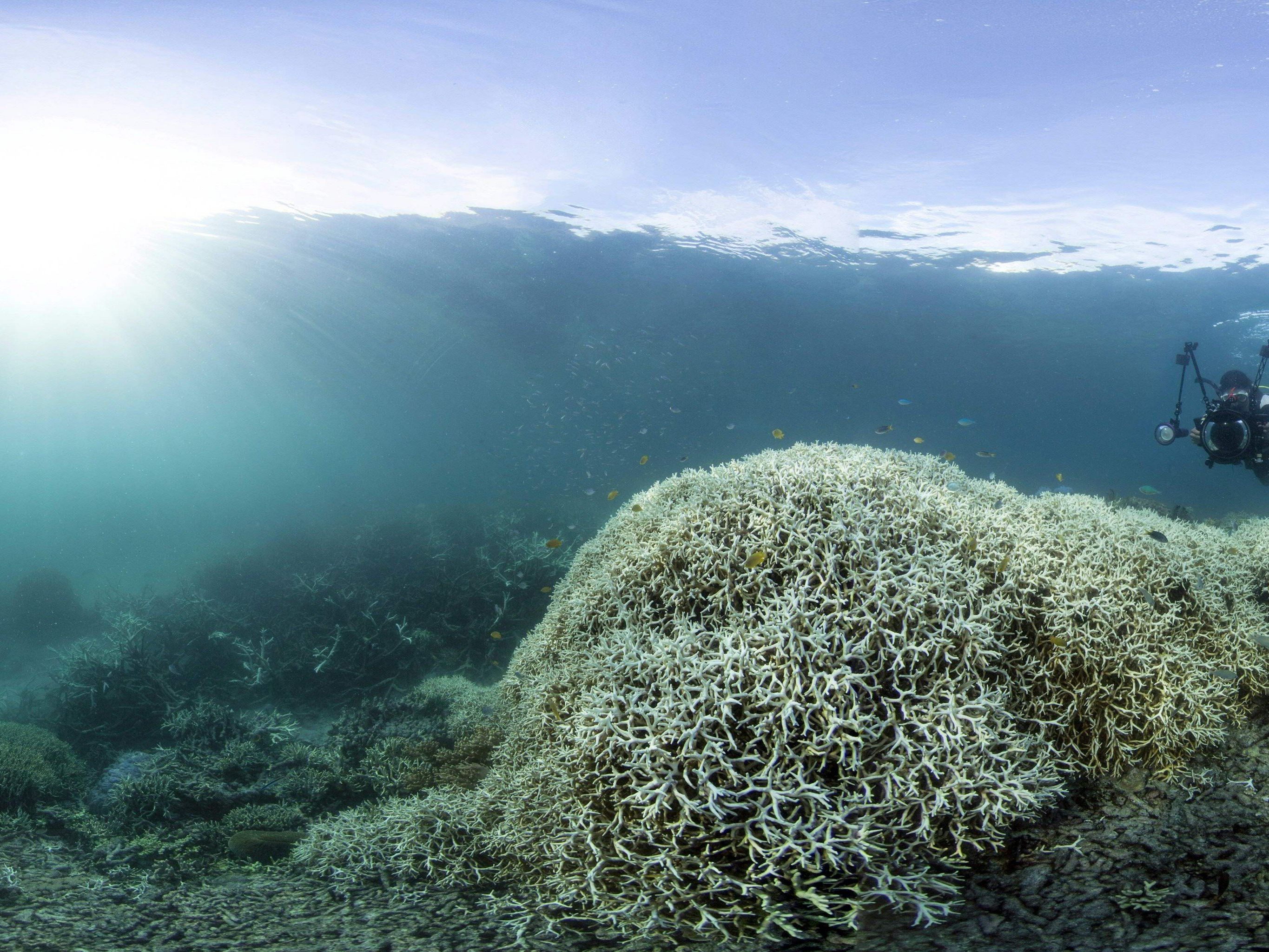 Massive Korallenbleiche: Am Great Barrier Reef schrillen die Alarmglocken. Massive Korallenbleiche: Am Great Barrier Reef schrillen die Alarmglocken.