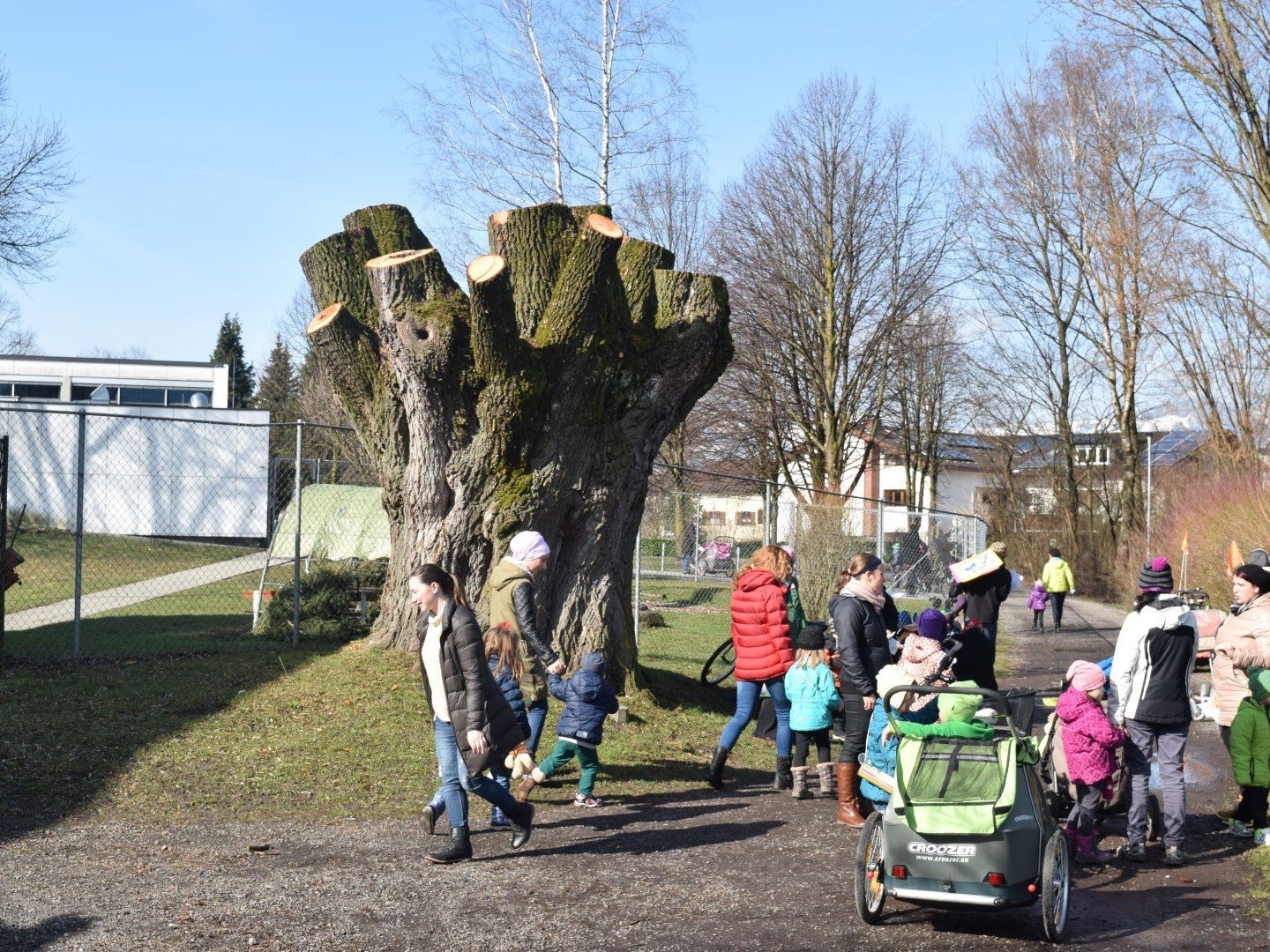 Das Naturdenkmal Silberweide beim Kindergarten Das Naturdenkmal Silberweide beim Kindergarten