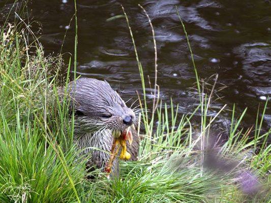Auszeichnung für das Hochmoor. Auszeichnung für das Hochmoor.