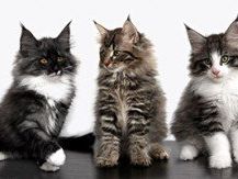 Katzenausstellung im Hofsteigsaal am Karsamstag und Ostersonntag. Katzenausstellung im Hofsteigsaal am Karsamstag und Ostersonntag.