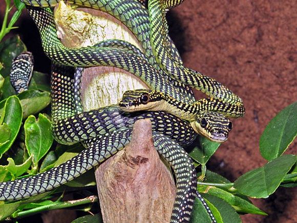 Die "fliegenden" Schlangen im Haus des Meeres Die "fliegenden" Schlangen im Haus des Meeres
