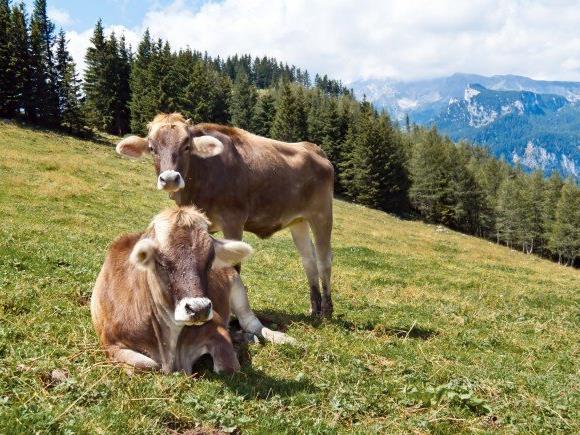 Rinder-TBC scheint sich auszubreiten: Nach dem Laiblachtal gibt es jetzt auch drei Verdachtsfälle im Bregenzerwald.