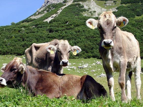 Rinder auf den Alpen. Dort geht vom Rotwild die Gefahr einer Ansteckung durch den TBC-Erreger aus