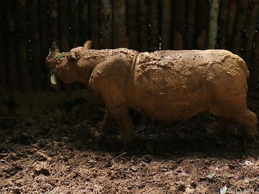Es gibt nur mehr ganz wenige Exemplare dieser Gattung Es gibt nur mehr ganz wenige Exemplare dieser Gattung