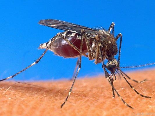 Die Anopheles-Mücke überträgt Malaria