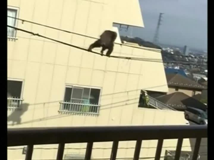 Dieser Schimpanse büchste aus einem Zoo in Japan aus und turnte auf Stromleitungen herum.