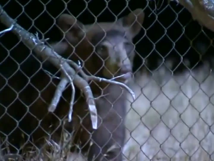Dieser wilde Bär rannte in der nähe von Los Angeles durch eine Wohnsiedlung. Dieser wilde Bär rannte in der nähe von Los Angeles durch eine Wohnsiedlung.