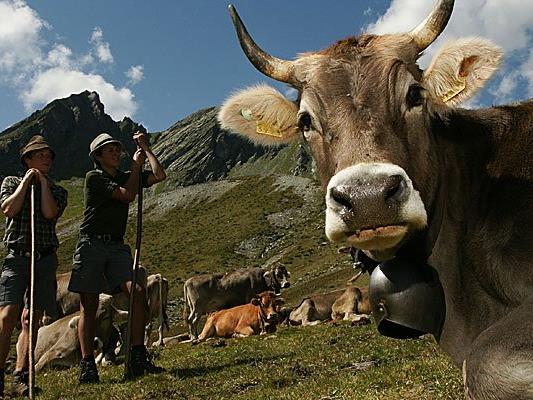 Alpen-Idylle. Einige Bauern überlegen, ob sie wegen der TBC-Gefahr ihr Vieh in die Berge schicken sollen.